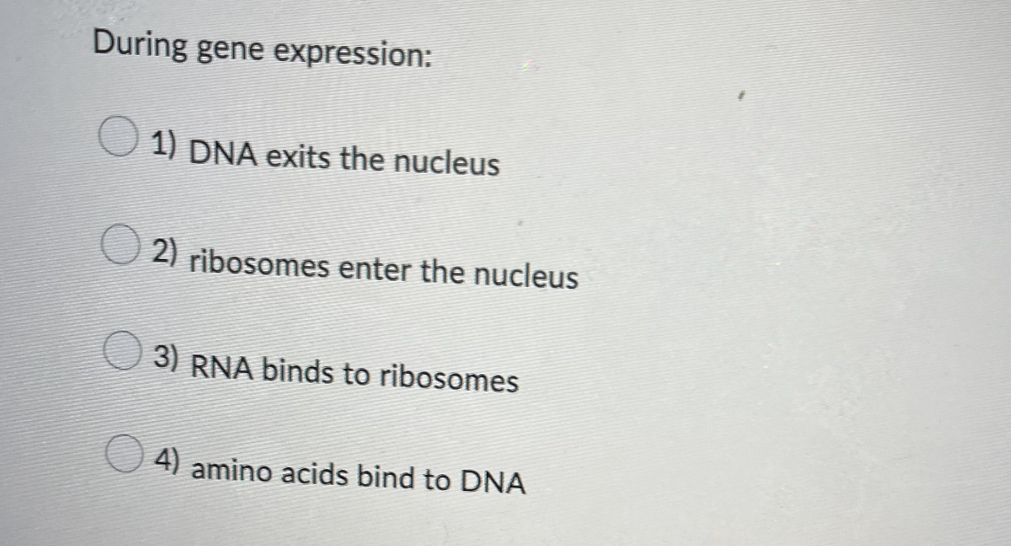 During gene expression:
1) DNA exits the nucleus
2) ribosomes enter the nucleus
3) RNA binds to ribosomes
4) amino acids bind to DNA