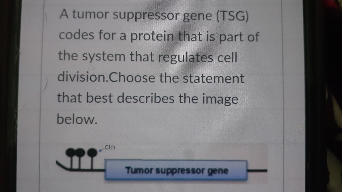 A tumor suppressor gene (TSG)
codes for a protein that is part of
the system that regulates cell
division.Choose the statement
that best describes the image
below.
Tumor suppressor gene
CH3
