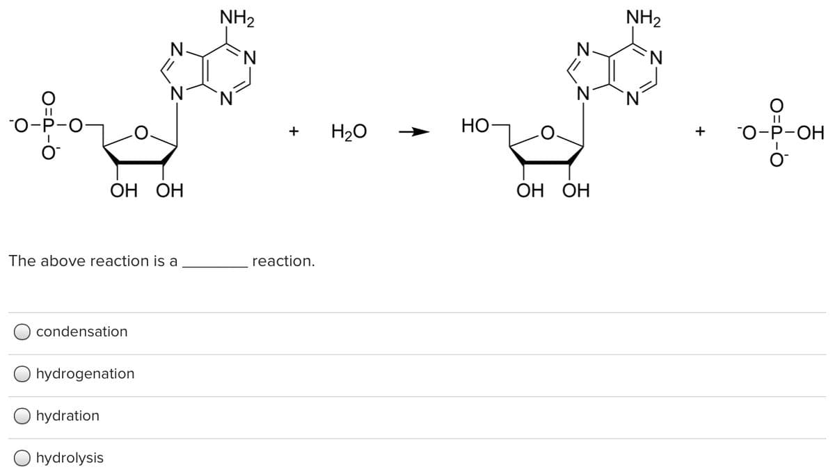 NH2
NH2
N-
N°
O-P-O-
H20
Но-
"о-Р-ОН
+
+
ОН ОН
ОН ОН
The above reaction is a
reaction.
condensation
O hydrogenation
O hydration
hydrolysis
O=d-o
O=d-
