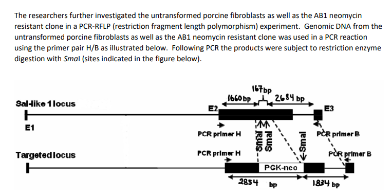 The researchers further investigated the untransformed porcine fibroblasts as well as the AB1 neomycin
resistant clone in a PCR-RFLP (restriction fragment length polymorphism) experiment. Genomic DNA from the
untransformed porcine fibroblasts as well as the AB1 neomycin resistant clone was used in a PCR reaction
using the primer pair H/B as illustrated below. Following PCR the products were subject to restriction enzyme
digestion with Smal (sites indicated in the figure below).
Sal-like 1 locus
H
E1
Targeted locus
H
E2,
1660
PCR primer H
PCR primer H
167bp
bp
-Smal
Smal
2854
2684 bp
PGK-neo
bp
←Smal
E3
PCR primer B
POR primer B
1834 bp