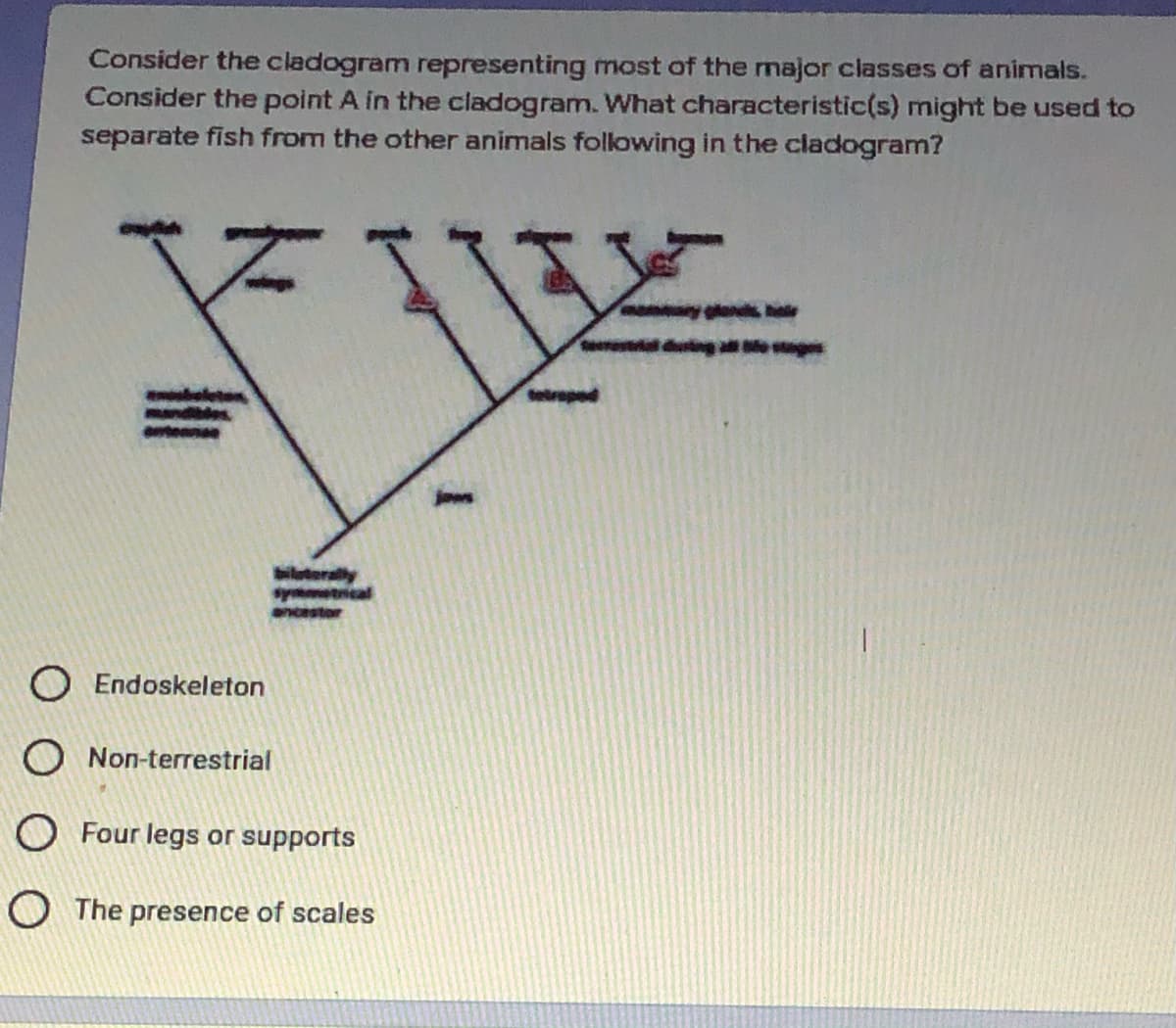 Consider the cladogram representing most of the major classes of animals.
Consider the point A in the cladogram. What characteristic(s) might be used to
separate fish from the other animals following in the cladogram?
hale
symmetnical
ancestor
O Endoskeleton
O Non-terrestrial
O Four legs or supports
O The presence of scales
