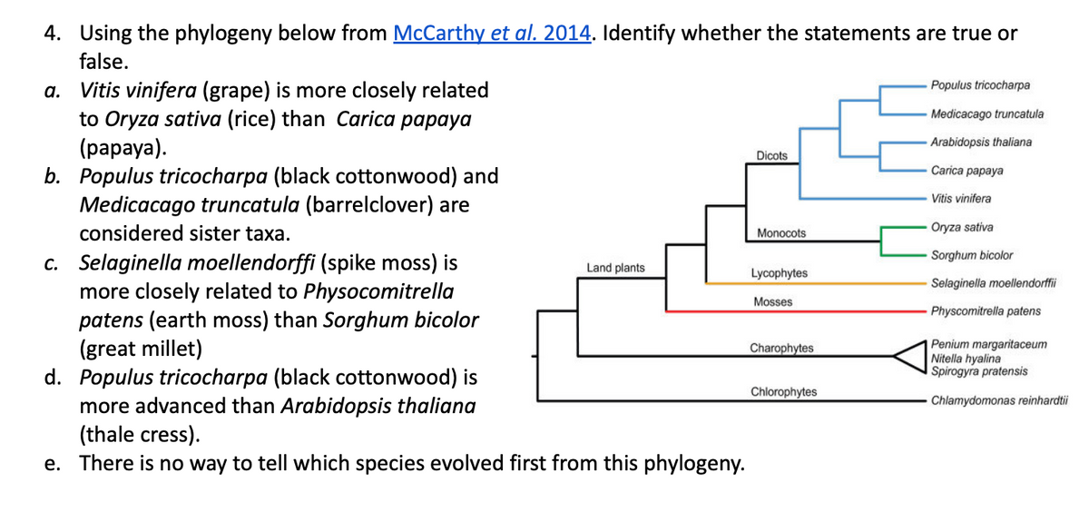 4. Using the phylogeny below from McCarthy et al. 2014. Identify whether the statements are true or
false.
a. Vitis vinifera (grape) is more closely related
to Oryza sativa (rice) than Carica papaya
(papaya).
b. Populus tricocharpa (black cottonwood) and
Medicacago truncatula (barrelclover) are
considered sister taxa.
c. Selaginella moellendorffi (spike moss) is
more closely related to Physocomitrella
patens (earth moss) than Sorghum bicolor
(great millet)
d. Populus tricocharpa (black cottonwood) is
more advanced than Arabidopsis thaliana
(thale cress).
Dicots
Populus tricocharpa
Medicacago truncatula
Arabidopsis thaliana
Carica papaya
Vitis vinifera
Monocots
Oryza sativa
Land plants
Mosses
e. There is no way to tell which species evolved first from this phylogeny.
Lycophytes
Chlorophytes
Sorghum bicolor
Selaginella moellendorffii
Physcomitrella patens
Penium margaritaceum
Nitella hyalina
Spirogyra pratensis
Chlamydomonas reinhardtii
Charophytes