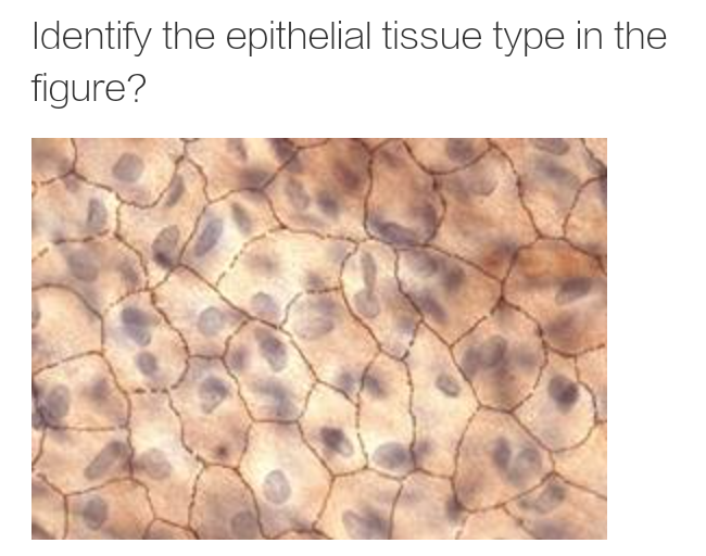 Identify the epithelial tissue type in the
figure?
