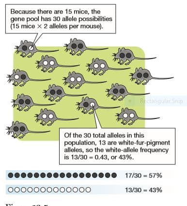 Because there are 15 mice, the
gene pool has 30 allele possibilities
(15 mice x 2 alleles per mouse).
Rectangular Snip
Of the 30 total alleles in this
population, 13 are white-fur-pigment
alleles, so the white-allele frequency
is 13/30 - 0.43, or 43%.
17/30 - 57%
0000000000000
13/30 - 43%
