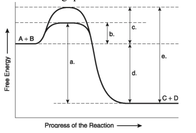 C.
b.
A+B
e.
a.
d.
C+D
Progress of the Reaction
Free Energy
