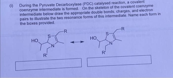 (i) During the Pyruvate Decarboxylase (PDC) catalysed reaction, a covalent
coenzyme intermediate is formed. On the skeleton of the covalent coenzyme
intermediate below draw the appropriate double bonds, charges, and electron
pairs to illustrate the two resonance forms of this intermediate. Name each form in
the boxes provided.
HO
S
R'
N
-R
HO
S
R'
N
-R
