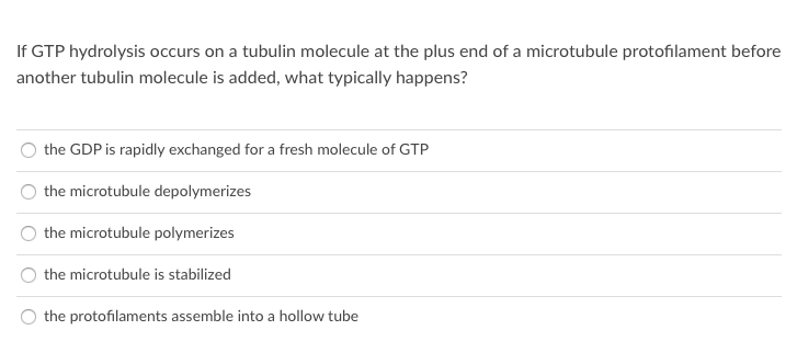 If GTP hydrolysis occurs on a tubulin molecule at the plus end of a microtubule protofilament before
another tubulin molecule is added, what typically happens?
the GDP is rapidly exchanged for a fresh molecule of GTP
the microtubule depolymerizes
the microtubule polymerizes
the microtubule is stabilized
the protofilaments assemble into a hollow tube
