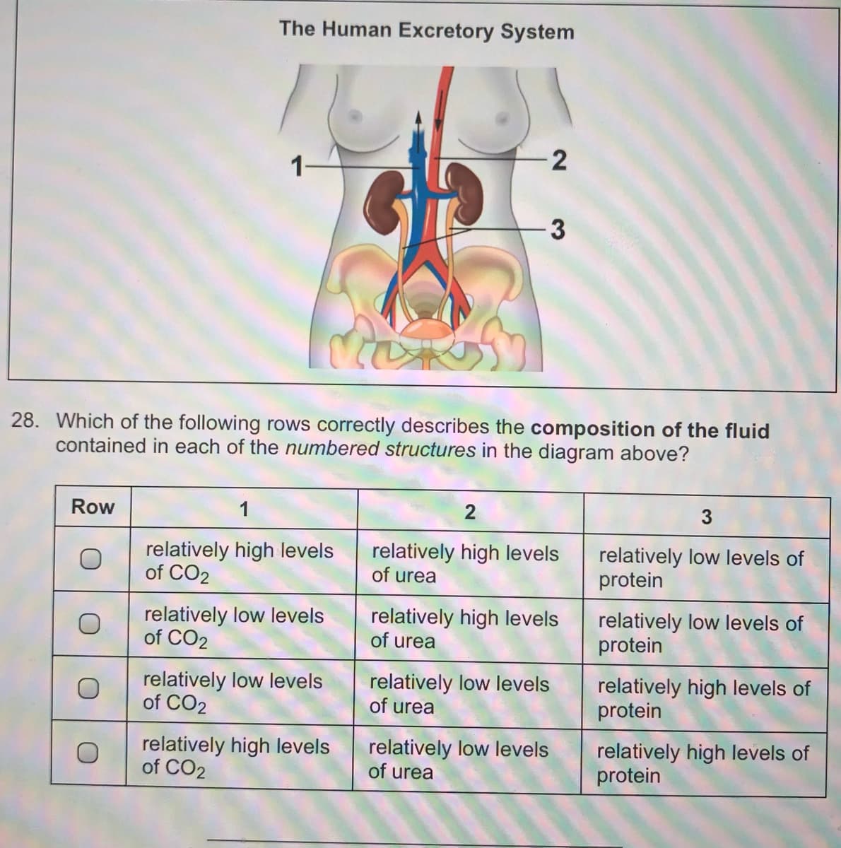 The Human Excretory System
1-
3
28. Which of the following rows correctly describes the composition of the fluid
contained in each of the numbered structures in the diagram above?
Row
1
3
relatively high levels
of CO2
relatively high levels
of urea
relatively low levels of
protein
relatively low levels
of CO2
relatively high levels
of urea
relatively low levels of
protein
relatively low levels
of CO2
relatively low levels
of urea
relatively high levels of
protein
relatively high levels
of CO2
relatively low levels
of urea
relatively high levels of
protein
2.
