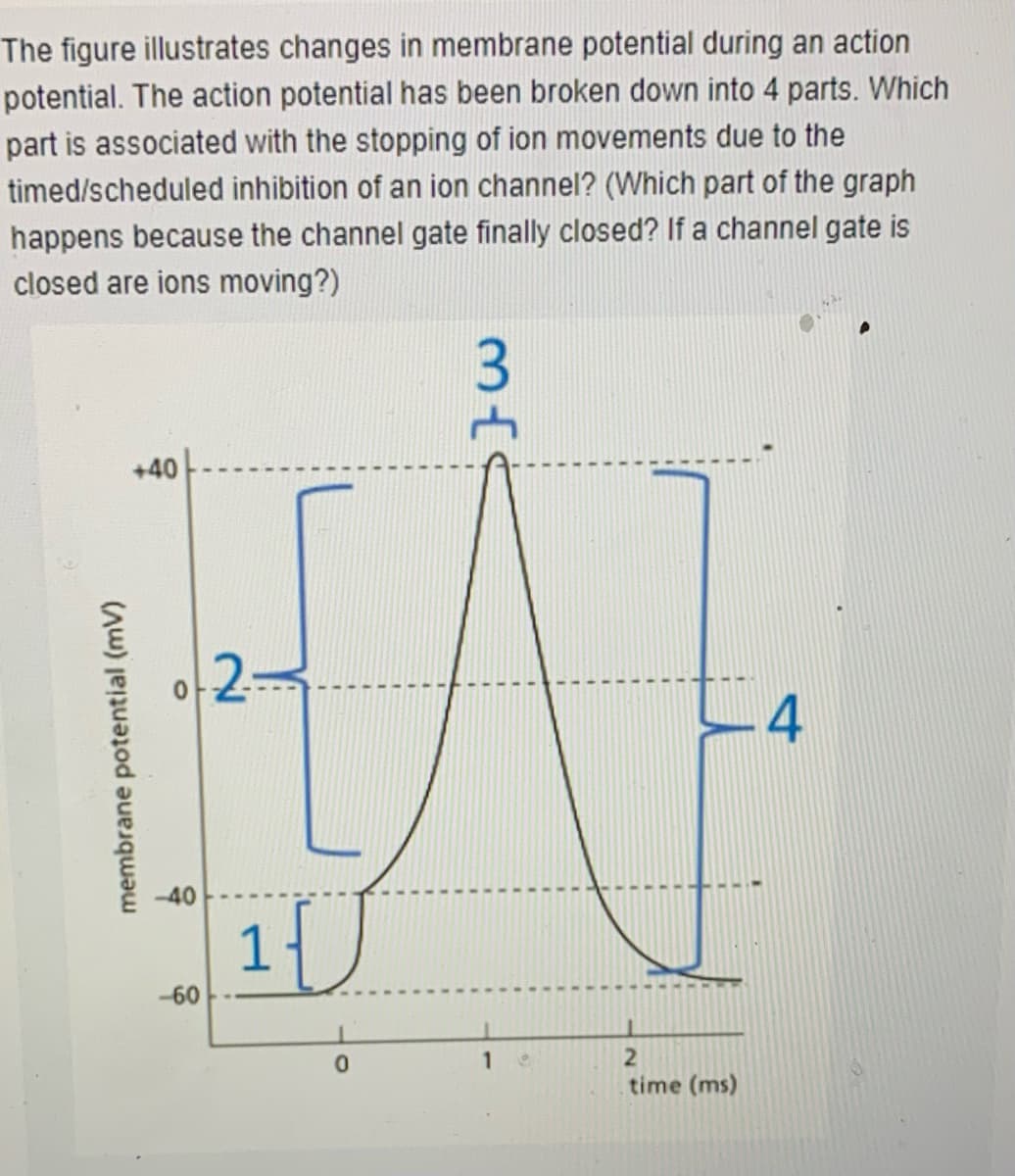 The figure illustrates changes in membrane potential during an action
potential. The action potential has been broken down into 4 parts. Which
part is associated with the stopping of ion movements due to the
timed/scheduled inhibition of an ion channel? (Which part of the graph
happens because the channel gate finally closed? If a channel gate is
closed are ions moving?)
3
+40
.4
-40
1
-60
21
time (ms)
membrane potential (mV)

