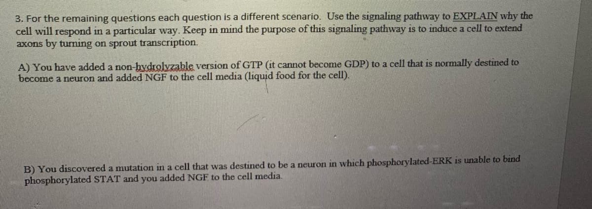 3. For the remaining questions each question is a different scenario. Use the signaling pathway to EXPLAIN why the
cell will respond in a particular way. Keep in mind the purpose of this signaling pathway is to induce a cell to extend
axons by turning on sprout transcription.
A) You have added a non-hvdrolvzable version of GTP (it cannot become GDP) to a cell that is normally destined to
become a neuron and added NGF to the cell media (liquid food for the cell).
B) You discovered a mutation in a cell that was destined to be a neuron in which phosphorylated-ERK is unable to bind
phosphorylated STAT and you added NGF to the cell media.
