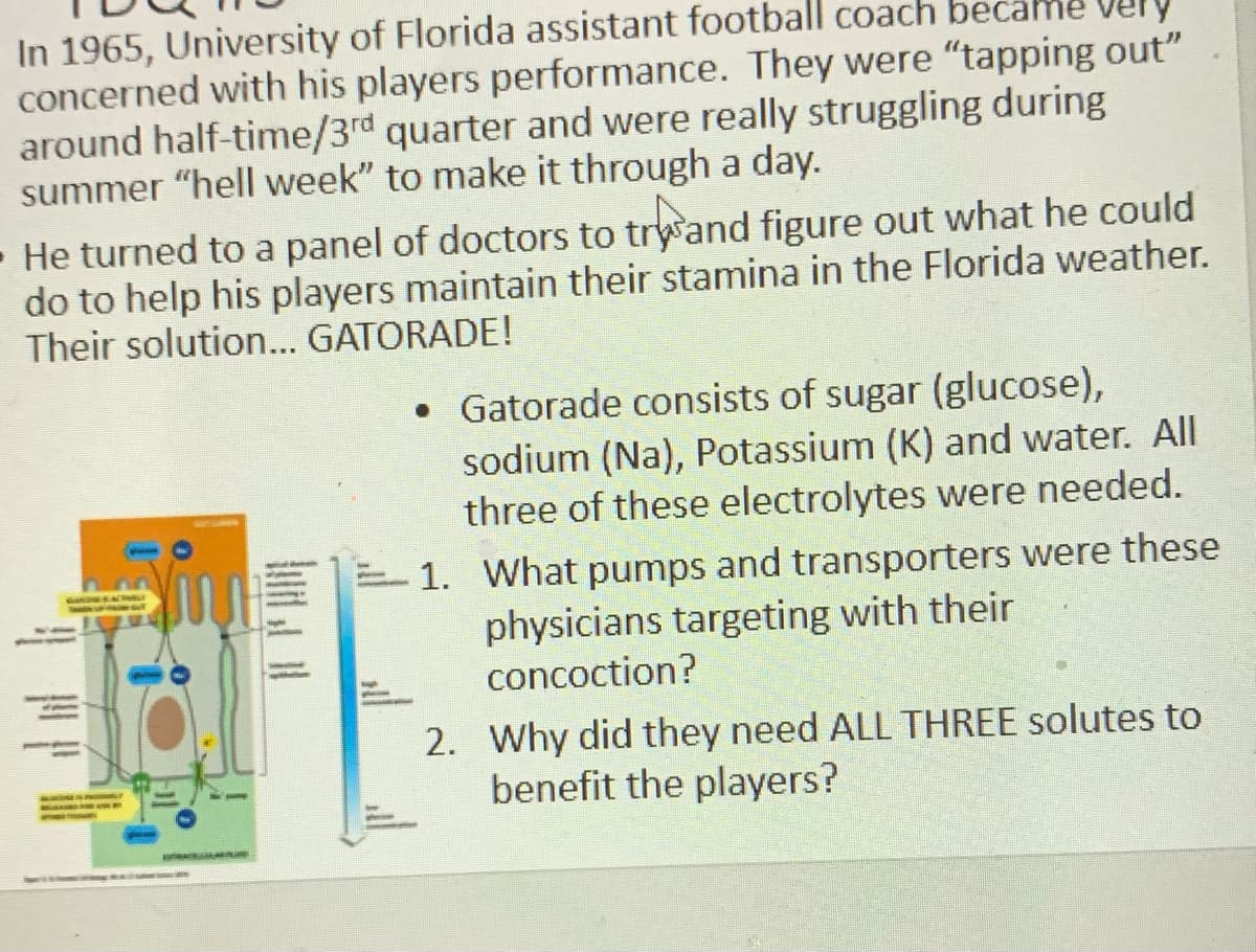 In 1965, University of Florida assistant football coach be
concerned with his players performance. They were "tapping out"
around half-time/3rd quarter and were really struggling during
summer "hell week" to make it through a day.
very
He turned to a panel of doctors to trywand figure out what he could
do to help his players maintain their stamina in the Florida weather.
Their solution... GATORADE!
• Gatorade consists of sugar (glucose),
sodium (Na), Potassium (K) and water. All
three of these electrolytes were needed.
1. What pumps and transporters were these
physicians targeting with their
concoction?
2. Why did they need ALL THREE solutes to
benefit the players?
