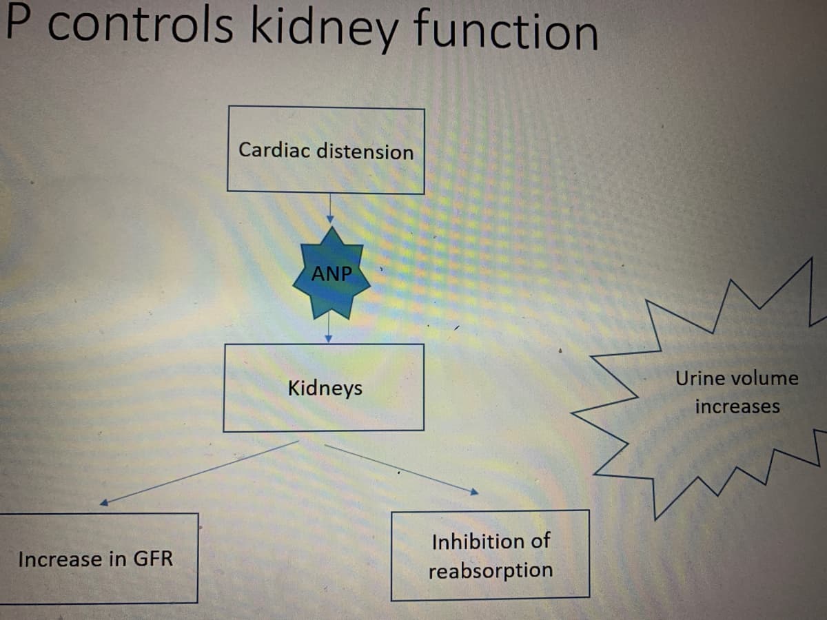 P controls kidney function
Increase in GFR
Cardiac distension
ANP
Kidneys
Inhibition of
reabsorption
Urine volume
increases