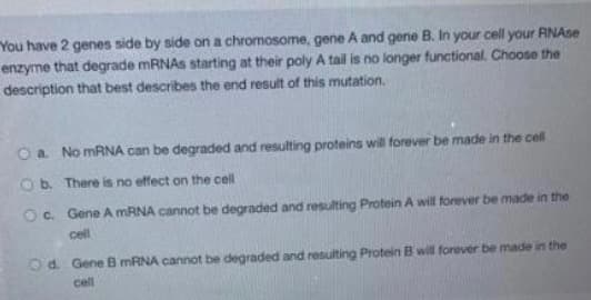 You have 2 genes side by side on a chromosome, gene A and gene B. In your cell your RNASE
enzyme that degrade MRNAS starting at their poly A tail is no longer functional. Choose the
description that best describes the end result of this mutation.
O a No MRNA can be degraded and resulting proteins will forever be made in the cell
O b. There is no etfect on the cell
O c. Gene A MRNA cannot be degraded and resulting Protein A will forever be made in the
cell
Od. Gene B MRNA cannot be degraded and resulting Protein B will forever be made in the
cll
