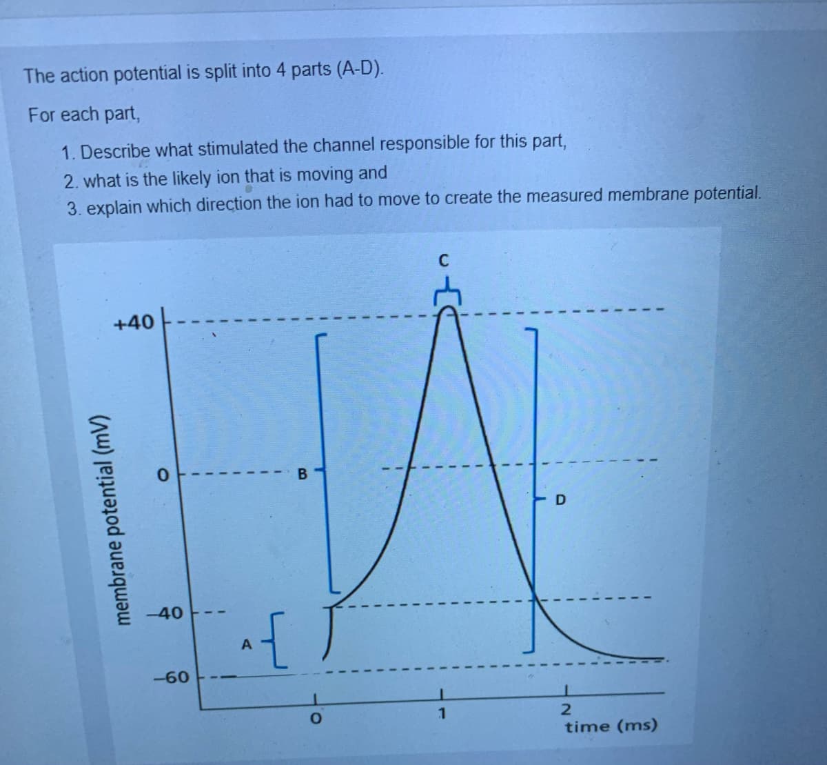 The action potential is split into 4 parts (A-D).
For each part,
1. Describe what stimulated the channel responsible for this part,
2. what is the likely ion that is moving and
3. explain which direction the ion had to move to create the measured membrane potential.
+40
B
D
membrane potential (mV)
-40
-60
A
{
2
time (ms)