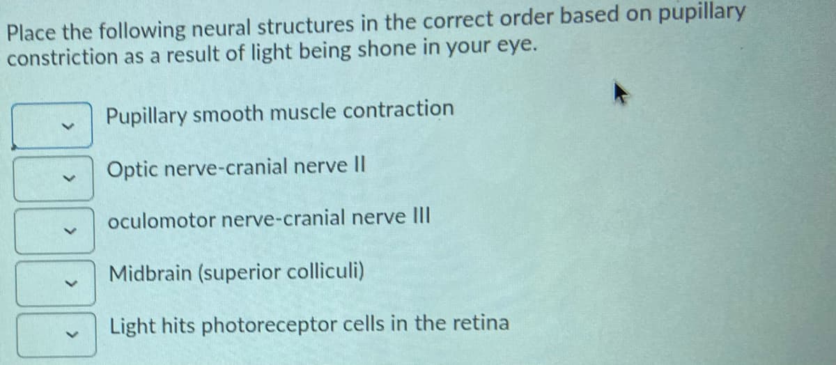 Place the following neural structures in the correct order based on pupillary
constriction as a result of light being shone in your eye.
Pupillary smooth muscle contraction
Optic nerve-cranial nerve Il
oculomotor nerve-cranial nerve III
Midbrain (superior colliculi)
Light hits photoreceptor cells in the retina
