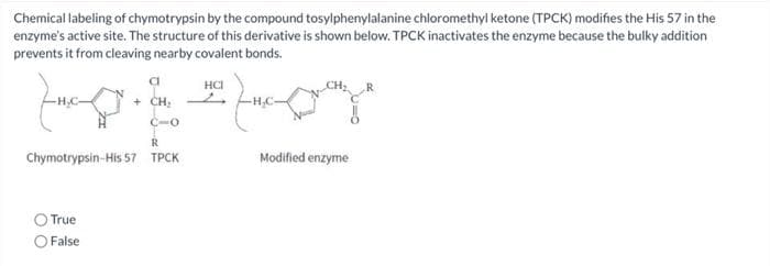 Chemical labeling of chymotrypsin by the compound tosylphenylalanine chloromethyl ketone (TPCK) modifies the His 57 in the
enzyme's active site. The structure of this derivative is shown below. TPCK inactivates the enzyme because the bulky addition
prevents it from cleaving nearby covalent bonds.
HCI
+ CH,
C-O
Chymotrypsin-His 57 TPCK
Modified enzyme
True
O False

