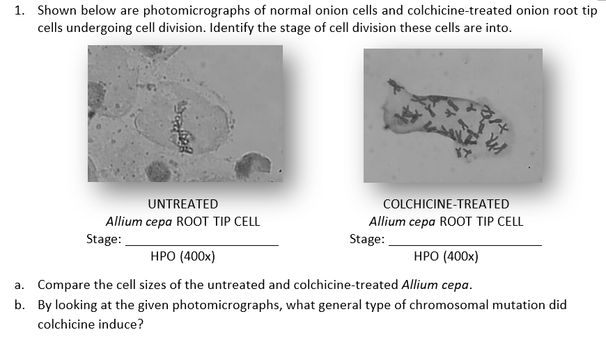 1. Shown below are photomicrographs of normal onion cells and colchicine-treated onion root tip
cells undergoing cell division. Identify the stage of cell division these cells are into.
UNTREATED
COLCHICINE-TREATED
Allium cepa ROOT TIP CELL
Allium cepa ROOT TIP CELL
Stage:
Stage:
HPO (400x)
HPO (400x)
a. Compare the cell sizes of the untreated and colchicine-treated Allium cepa.
b. By looking at the given photomicrographs, what general type of chromosomal mutation did
colchicine induce?
