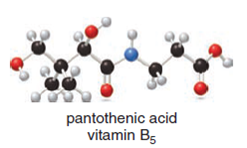 pantothenic acid
vitamin B5
