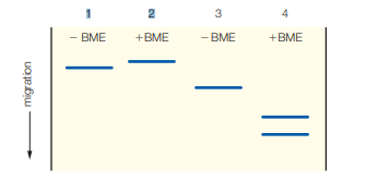 1
2
3
BME
+BME
- BME
+BME
migration

