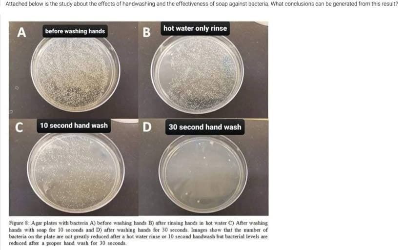 Attached below is the study about the effects of handwashing and the effectiveness of soap against bacteria. What conclusions can be generated from this result?
A
C
before washing hands
10 second hand wash
B
D
hot water only rinse
30 second hand wash
Figure 8: Agar plates with bacteria A) before washing hands B) after rinsing hands in hot water C) After washing
hands with soap for 10 seconds and D) after washing hands for 30 seconds. Images show that the number of
bacteria on the plate are not greatly reduced after a hot water rinse or 10 second handwash but bacterial levels are
reduced after a proper hand wash for 30 seconds.