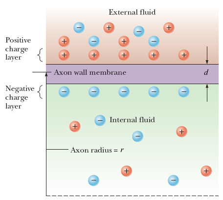 External fluid
+
Positive
+
charge
layer
Axon wall membrane
d
Negative {
charge
layer
Internal fluid
+
- Axon radius = r
+
