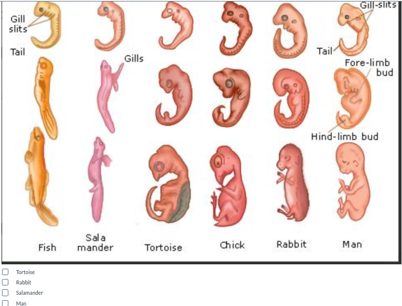 Gill-slits
Gill
slits
Tail
Tail
Gills
Fore-limb
bud
Hind-limb bud
Sala
mander
Fish
Tortoise
Chick
Rabbit
Man
Tortoise
Rabbit
O Salamander
Man
