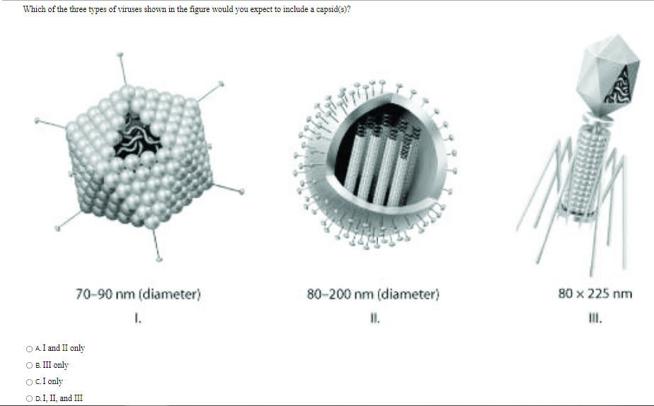 Which of the three types of viruses shown in the figure would you expect to include a capsid(3)?
70-90 nm (diameter)
80-200 nm (diameter)
80 x 225 nm
I.
I.
II.
O A.I and II only
OB II only
ocI only
O D.I, II, and III
