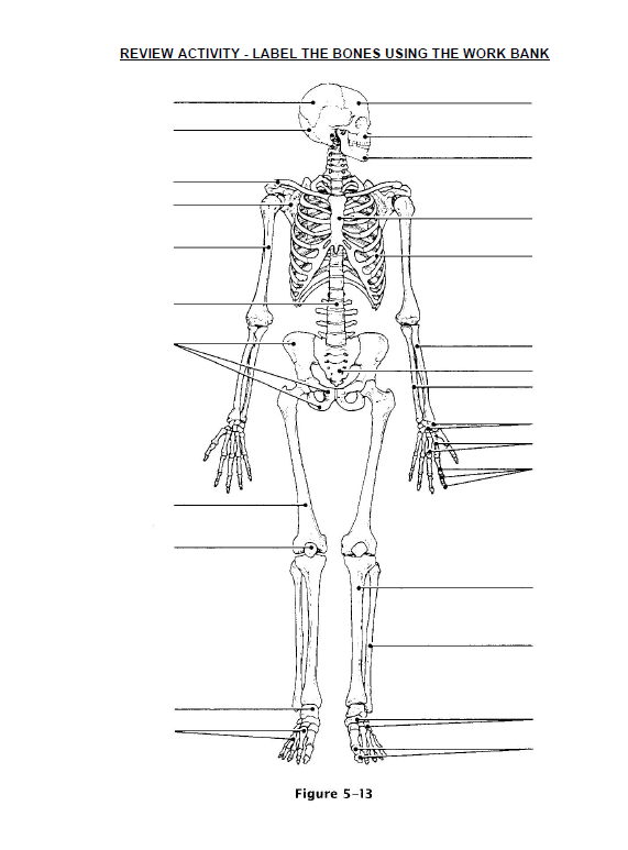 REVIEW ACTIVITY - LABEL THE BONES USING THE WORK BANK
Figure 5-13