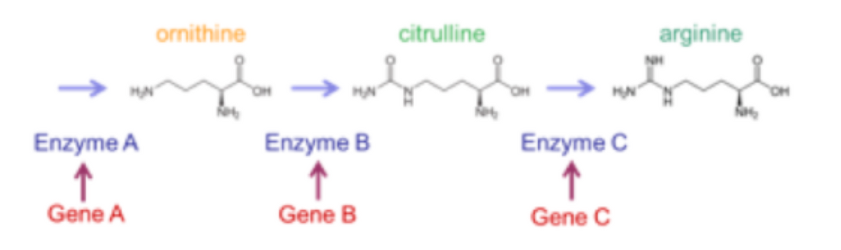 ornithine
citrulline
arginine
I I
Enzyme A
Enzyme B
Enzyme C
Gene A
Gene B
Gene C
