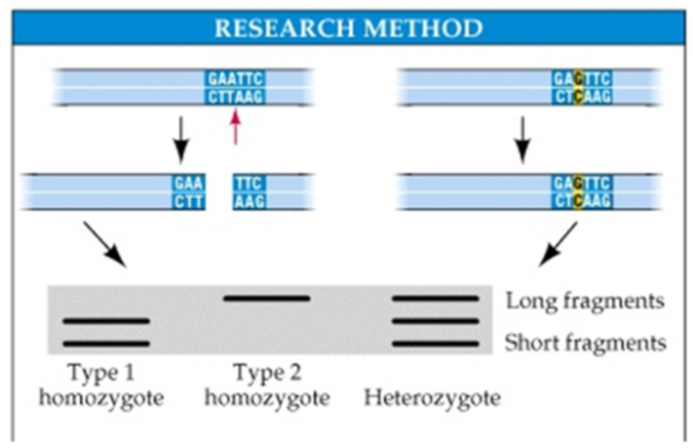 RESEARCH METHOD
GAATTC
CITAAG
GAGTTC
CICAAG
GAA TC
CTT AAG
GAGTTC
CICAAG
Long fragments
Short fragments
Туре 1
homozygote homozygote Heterozygote
Туре 2
