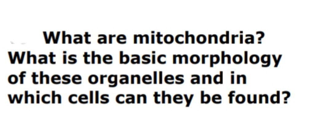 What are mitochondria?
What is the basic morphology
of these organelles and in
which cells can they be found?
