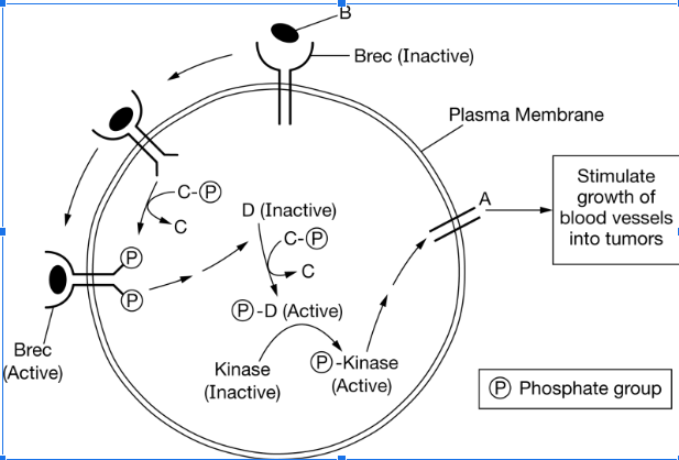 Brec
(Active)
D (Inactive)
P-D (Active)
Kinase
(Inactive)
Brec (Inactive)
P-Kinase
(Active)
Plasma Membrane
A
Stimulate
growth of
blood vessels
into tumors
P Phosphate group
