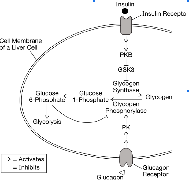 Cell Membrane
of a Liver Cell
Glucose
6-Phosphate
Glycolysis
→→ = Activates
= Inhibits
Glucose
1-Phosphate
Insulin
PKB
GSK3
1
Glycogen
Synthase
PK
Glycogen
Phosphorylase
-<|
Insulin Receptor
Glucagon
Glycogen
Glucagon
Receptor