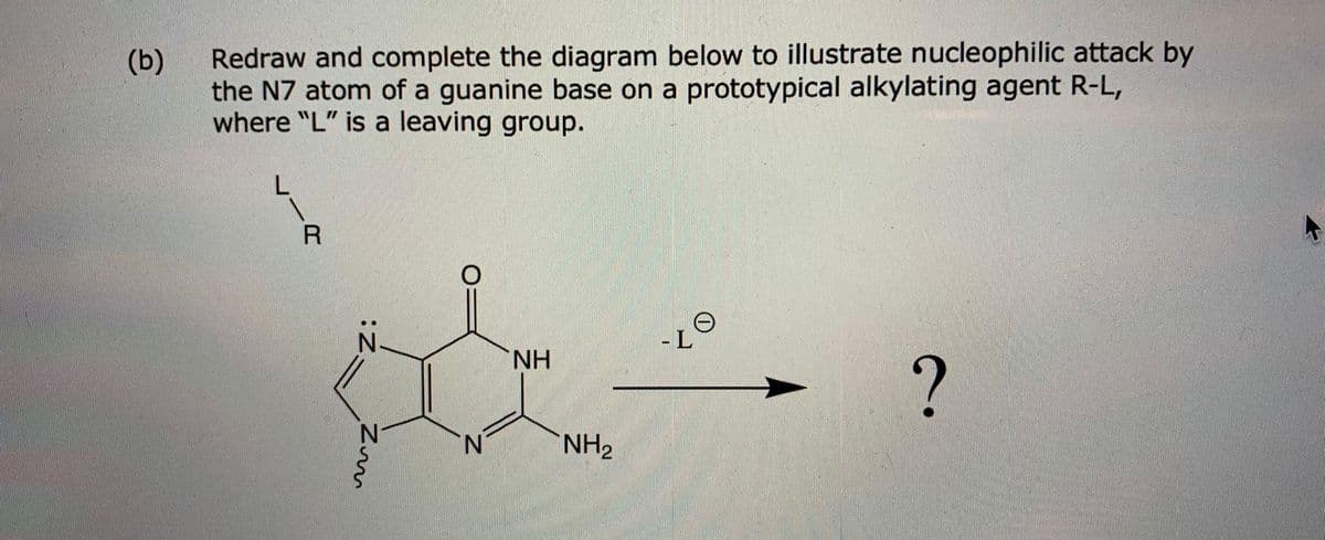 (b)
Redraw and complete the diagram below to illustrate nucleophilic attack by
the N7 atom of a guanine base on a prototypical alkylating agent R-L,
where "L" is a leaving group.
R
Zum
N
ΝΗ
NH₂
-L
?