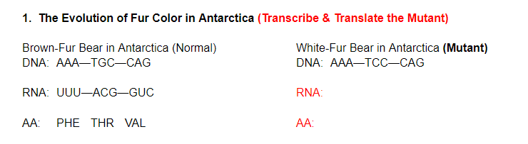 1. The Evolution of Fur Color in Antarctica (Transcribe & Translate the Mutant)
Brown-Fur Bear in Antarctica (Normal)
White-Fur Bear in Antarctica (Mutant)
DNA: AAA-TGC-CAG
DNA: AAA-TCC–CAG
RNA: UUU-ACG-GUC
RNA:
AA:
PHE THR VAL
А:
