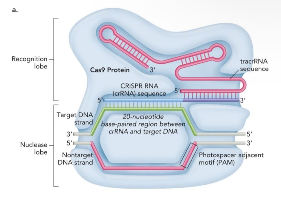a.
Recognition
lobe
Nuclease
lobe
Cas9 Protein
Target DNA
strand
3'
5'
Nontarget
DNA strand
5'
3'
CRISPR RNA
(crRNA) sequence
5'
20-nucleotide
base-paired region between
crRNA and target DNA
tracrRNA
sequence
3'
5'
3'
Photospacer adjacent
motif (PAM)