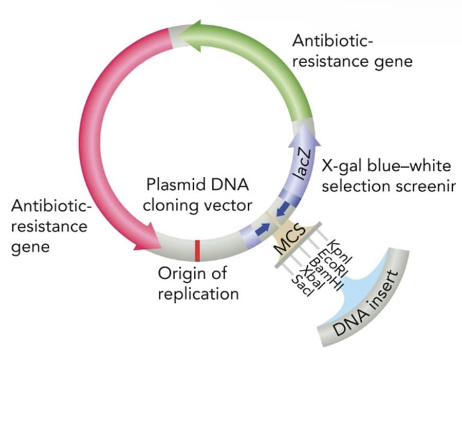 Antibiotic-
resistance
gene
Plasmid DNA
cloning vector
Origin of
replication
Antibiotic-
resistance gene
lacZ
MCS
Sacl
Xbal
X-gal blue-white
selection screenir
EcoRI
BamHI
Kpnl
ONA inser