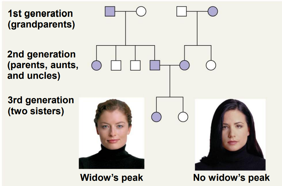 1st generation
(grandparents)
2nd generation
(parents, aunts,
and uncles)
3rd generation
(two sisters)
Widow's peak
No widow's peak
