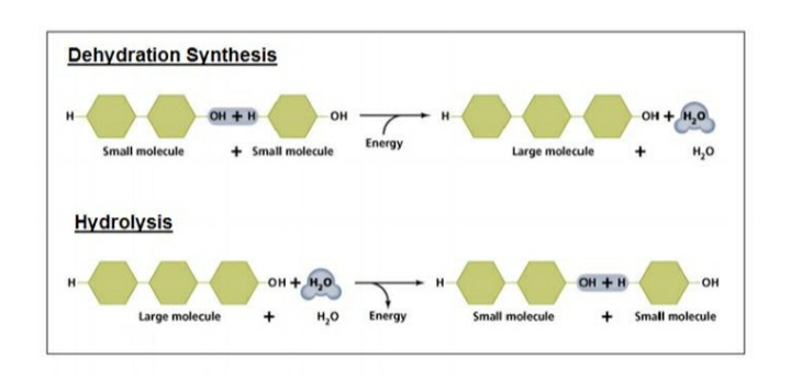 Dehydration Synthesis
H
OH + H
Small molecule
Hydrolysis
H
Large molecule
OH
+ Small molecule
OH + H.O
+ H₂O
Energy
Energy
Large molecule
Small molecule
OH + H
OH + H₂O
H₂O
+
OH
+ Small molecule