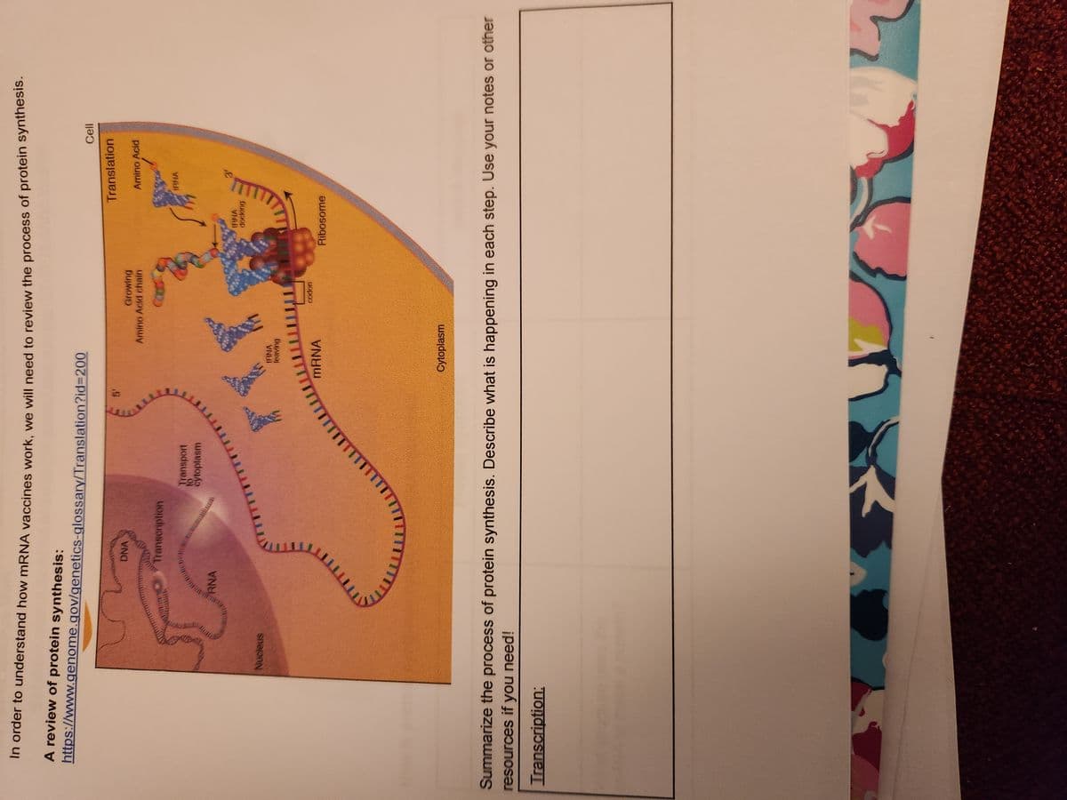 In order to understand how mRNA vaccines work, we will need to review the process of protein synthesis.
A review of protein synthesis:
https://www.genome.gov/genetics-glossary/Translation?id=200
Nucleus
RNA
DNA
Transcription
Transport
cytoplasm
to
TTTTTT
.......
Growing
Amino Acid chain
IRNA
leaving
mRNA
Cytoplasm
codon
Translation
IRINA
docking
Ribosome
K
Cell
Amino Acid
INNA
Summarize the process of protein synthesis. Describe what is happening in each step. Use your notes or other
resources if you need!
Transcription: