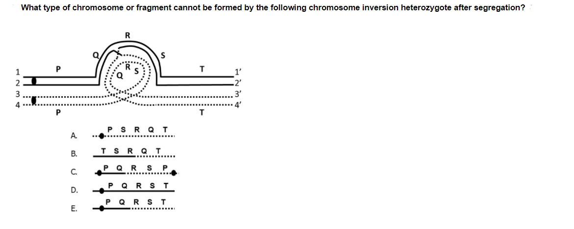 What type of chromosome or fragment cannot be formed by the following chromosome inversion heterozygote after segregation?
R
T.
1
1'
2
3
3'
4'
P S R Q I
А.
В.
T S R QT
Q R S P
C.
P QR ST
D.
P Q R ST
Е.
