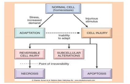 NORMAL CELL
(homeostasis)
Stress,
increased
demand
Injurious
stimulus
ADAPTATION
CELL INJURY
Inability
to adapt
REVERSIBLE
SUBCELLULAR
ALTERATIONS
CELL INURY
Point of irreversibility
NECROSIS
APOPTOSIS
then maret Re Poloor tew studento
