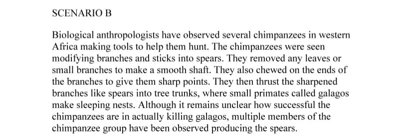 SCENARIO B
Biological anthropologists have observed several chimpanzees in western
Africa making tools to help them hunt. The chimpanzees were seen
modifying branches and sticks into spears. They removed any leaves or
small branches to make a smooth shaft. They also chewed on the ends of
the branches to give them sharp points. They then thrust the sharpened
branches like spears into tree trunks, where small primates called galagos
make sleeping nests. Although it remains unclear how successful the
chimpanzees are in actually killing galagos, multiple members of the
chimpanzee group have been observed producing the spears.