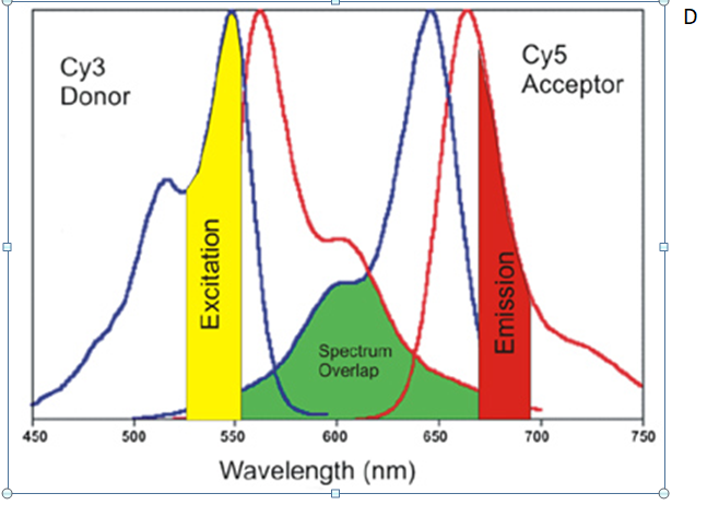 D
Суз
Donor
Cy5
Acceptor
Spectrum
Overlap
450
500
550
600
650
700
750
Wavelength (nm)
Excitation
Emission
