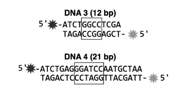 DNA 3 (12 bp)
5'*-ATCTGGCCTCGA
TAGACCGGAGCT- *5'
DNA 4 (21 bp)
5%-АТСTGAGGGATCCAATGCTAA
TAGACTOCCTAGGTTACGATT-* 5'
