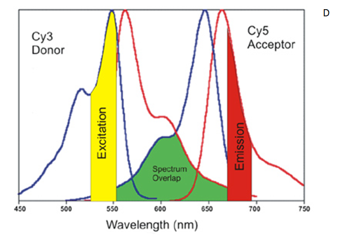 D
Суз
Donor
Су5
Ассeptor
Spectrum
Overlap
450
500
550
600
650
700
750
Wavelength (nm)
Excitation
Emission
