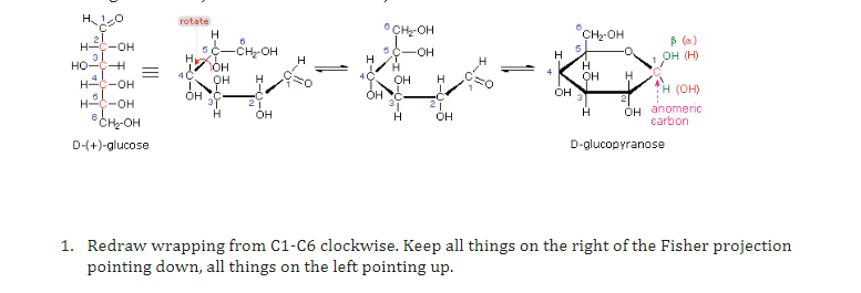 H
H-C-OH
HO-C-H
H²-OH
H-C-OH
6
CH₂-OH
D-(+)-glucose
rotate
H
6
5 C-CH₂-OH
HI
OH
OH
I
OH C
H
21
OH
H
H
CH₂-OH
-OH
OH
H
H
OH
=
H
OH
CH₂-OH
5
H
OH
H
H
ß (a)
OH (H)
H (OH)
OH anomeric
carbon
D-glucopyranose
1. Redraw wrapping from C1-C6 clockwise. Keep all things on the right of the Fisher projection
pointing down, all things on the left pointing up.