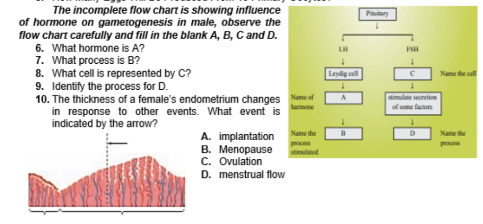 The incomplete flow chart is showing influence
of hormone on gametogenesis in male, observe the
flow chart carefully and fill in the blank A, B, C and D.
6. What hormone is A?
Pituitary
LH
FSH
7. What process is B?
8. What cell is represented by C?
9. Identify the process for D.
10. The thickness of a female's endometrium changes
in response to other events. What event is
indicated by the arrow?
Leydig cell
Name the cell
Name of
stimulate secretion
harmone
of some factors
Name the
D.
Name the
A. implantation
B. Menopause
C. Ovulation
process
stimulated
process
D. menstrual flow
