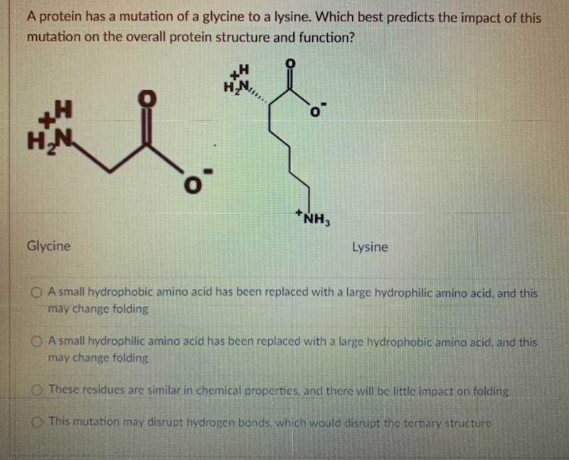 A protein has a mutation of a glycine to a lysine. Which best predicts the impact of this
mutation on the overall protein structure and function?
H.N,
*NH3
Glycine
Lysine
O A small hydrophobic amino acid has been replaced with a large hydrophilic amino acid, and this
may change folding
O A small hydrophilic amino acid has been replaced with a large hydrophobic amino acid, and this
may change folding
O These residues are similar in chemical properties, and there will be little impact on folding
O This mutation may disrupt hydrogen bonds, which would disrupt the tertiary structure

