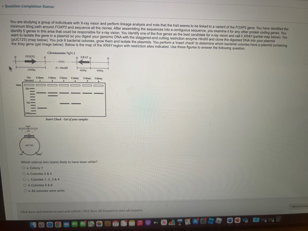 Question Completion Status:
You are studying a group of individuals with X-ray vision and perform linkage analysis and note that the trait seems to be linked to a variant of the FOXP2 gene. You have identified the
minimum tiling path around FOXP2 and sequence all the clones. After assembling the sequences into a contiguous sequence, you examine it for any other protein coding genes. You
identify 5 genes in this area that could be responsible for x-ray vision. You identify one of the five genes as the best candidate for x-ray vision and call it XRAY (partial map below). You
want to isolate the gene in a plasmid so you digest your genomic DNA with the staggered-end cutting restriction enzyme HindIII and clone the digested DNA into your plasmid
(pUC123) (map below). You pick 6 bacterial colonies, grow them and isolate the plasmids. You perform a 'insert check' to determine which bacterial colonies have a plasmid containing
the Xray gene (gel image below). Below is the map of the XRAY region with restriction sites indicated. Use these figures to answer the following question.
Chromosome 7q31.1
H
FOXP2
H
H XRAY H
---300kb--
H-Hind!!!
1500bp
600bp
900bp
Size Colony Colony Colony Colony Colony Colony
Standard
5
-
-
2kb
———
-
-
Insert Check-Gel of your samples
ori
imp
Which colony(-ies) is(are) likely to have been white?
O a. Colony 1
O b. Colonies 3 & 4
O c. Colonies 1, 2, 3 & 4
O d. Colonies 5 & 6
O e. All colonies were white.
Save All Answea
Click Save and Submit to save and submit. Click Save All Answers to save all answers.
27
Wells
1kb
200bp
PUC-123
H
IV
*****